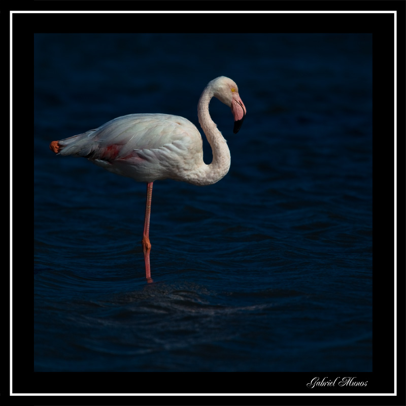 Flamingo - Camargue